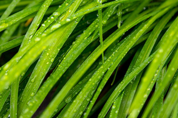 Fototapeta premium Rain-drenched grass leaves