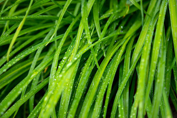 Fototapeta na wymiar Rain-drenched grass leaves