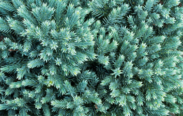 Bluegreen Spiky Pine Texture