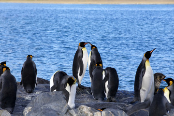 Obraz premium King Penguins (Aptenodytes patagonicus) in and around the antarctic peninsula