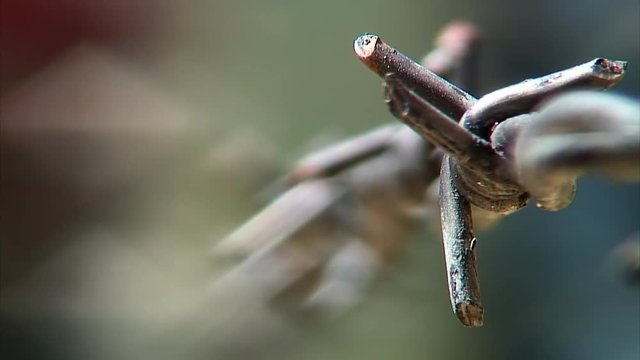 Focus In: Barbed Wire Fence at Auschwitz