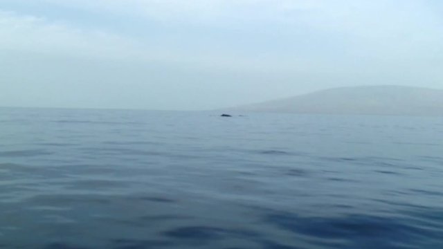 Zoom In to Whale Fluke