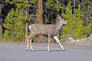 Fototapeta premium Young Mule Deer Buck crossing a Road.