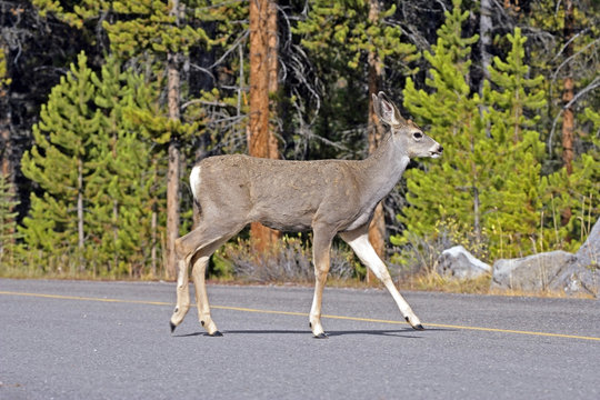 Fototapeta Young Mule Deer Buck crossing a Road.