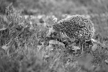 Photo of a macro funny hedgehog