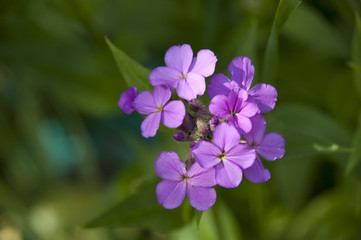 Violet Flower Bunch