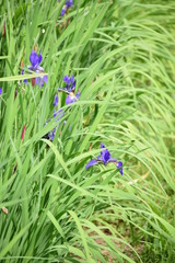 Purple Iris'