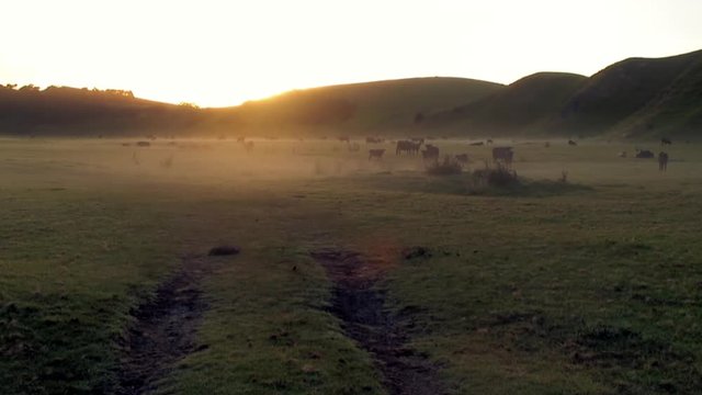 A Field of Silhouetted Cows Lit Orange at Dawn 