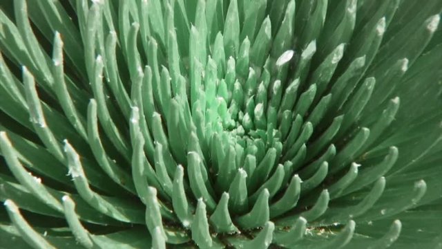 Zoom Out of Tropical Succulent