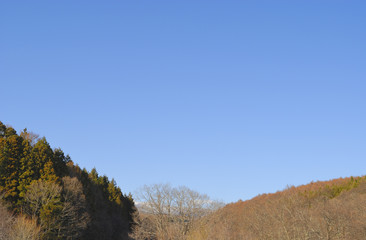 冬木　空　素材