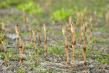 つくし　春　素材