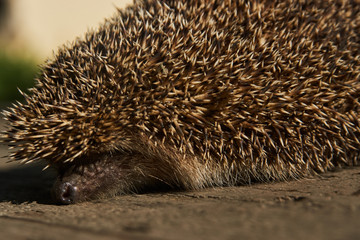 Wild, native hedgehog, close-up. Young hedgehog in natural habitat