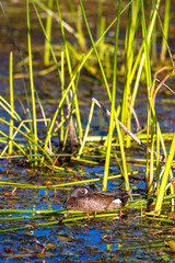 Male Blue-winged Teal in the marsh at Alamosa National Wildlife Refuge in southern Colorado