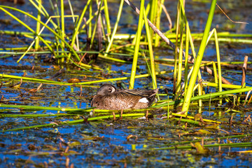 Male Blue-winged Teal in the marsh at Alamosa National Wildlife Refuge in southern Colorado