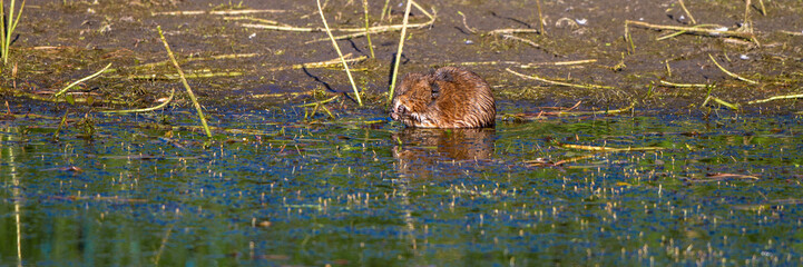 Muskrat uses his paws to feed in the marsh at Alamosa National Wildlife Refuge in southern Colorado