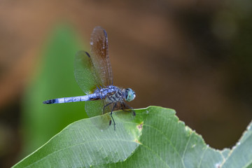 Dragonfly 5