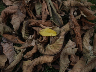 Resistiendo al otoño