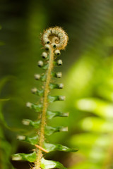 new fern