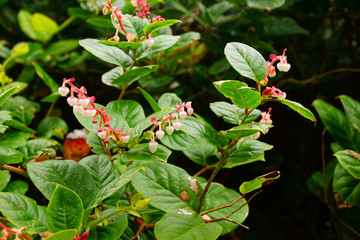 Salal flowers in coastal forest