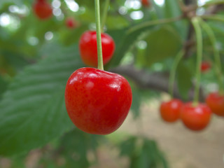 Gunma,Japan-June 28, 2018: Closeup of ripe cherries and leaves on cherry tree.