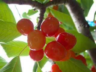 Gunma,Japan-June 28, 2018: Closeup of ripe cherries and leaves on cherry tree.