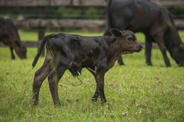 Baby newborn black cow calf in green field with herd of cattle © Condor 36