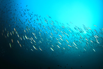 Fototapeta na wymiar Sardines fish in ocean 