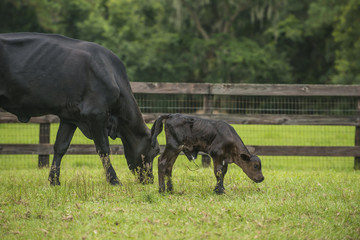 Fototapeta premium Baby newborn black cow calf in green field with herd of cattle