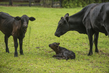 Baby newborn black cow calf in green field with herd of cattle