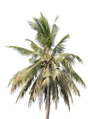 Fototapeta na wymiar coconut tree isolated on white background with clipping path