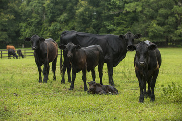 Naklejka na ściany i meble Baby newborn black cow calf in green field with herd of cattle