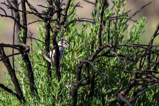 Tiny Least Chipmunk perches in a scrubby bush at Alamosa National Wildlife Refuge in southern Colorado