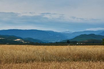 Fototapeta na wymiar Summer Landscape with Wheat Field, Clouds and mountains 