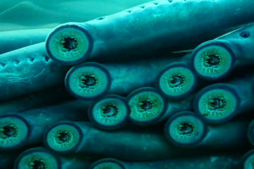 Sucker  mouths of lamprey eels