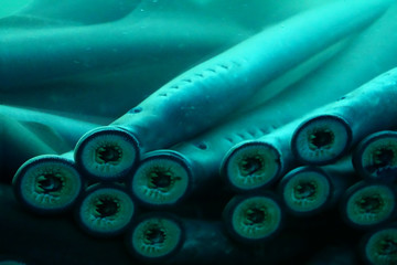 Sucker  mouths of lamprey eels