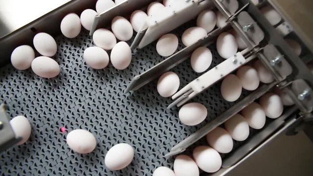 Building of a modern chicken farm, chickens and egg