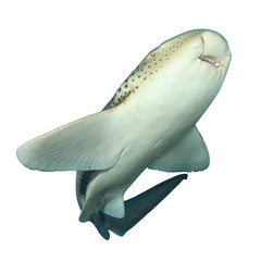 Leopard Shark (Zebra Shark) isolated  