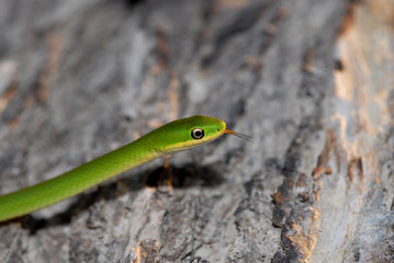 Opheodrys aestivus