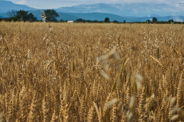 Summer Landscape with Wheat Field, Clouds and mountains 