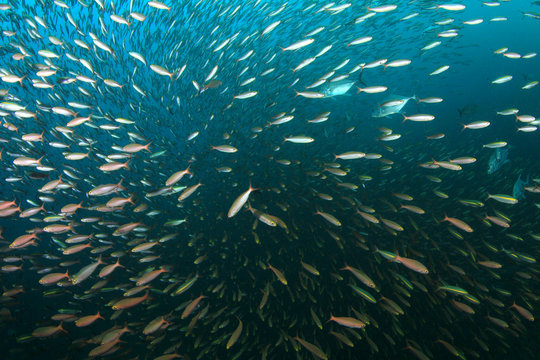 Sardines fish in ocean 