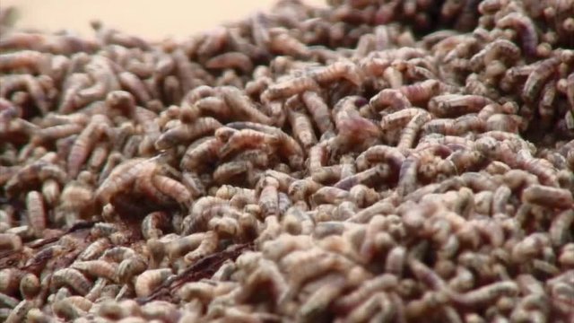 Close Up View Of Worms, Cabo Polonio