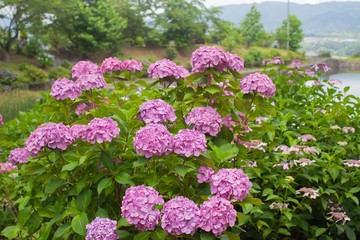 Fototapeta premium 紫陽花のある風景