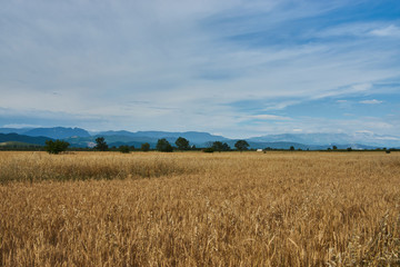 Summer Landscape with Wheat Field, Clouds and mountains 