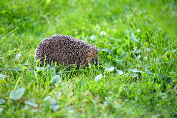 Photo of a macro funny hedgehog © tanor27