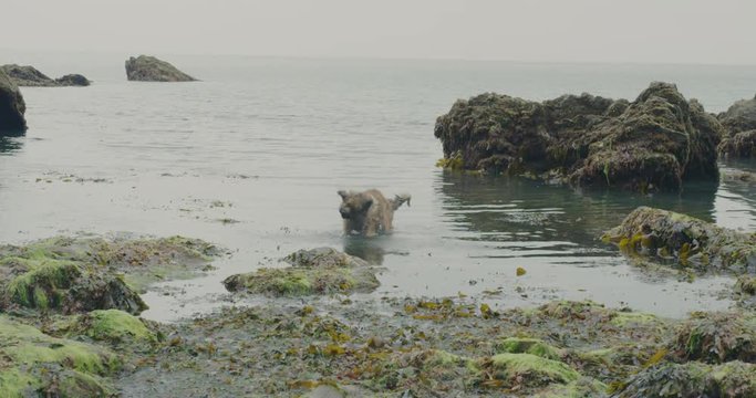 Big silly dog running on beach