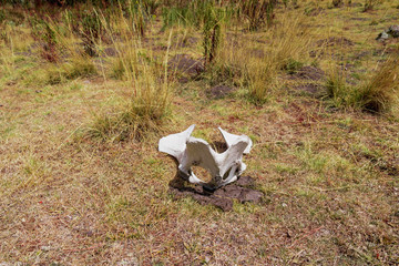 skull in the middle of nowhere in the grass