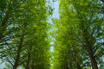 Fototapeta na wymiar 滋賀県高島市の春のメタセコイア並木