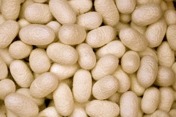 Close up image of mulberry cocoons which are used in the production of high quality silk textile...