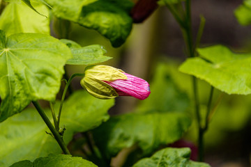small pink flower bud with green leaves background