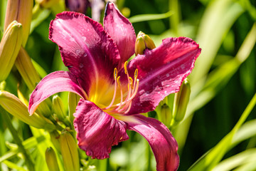 pink day-lily flower under the sun with green leaves background